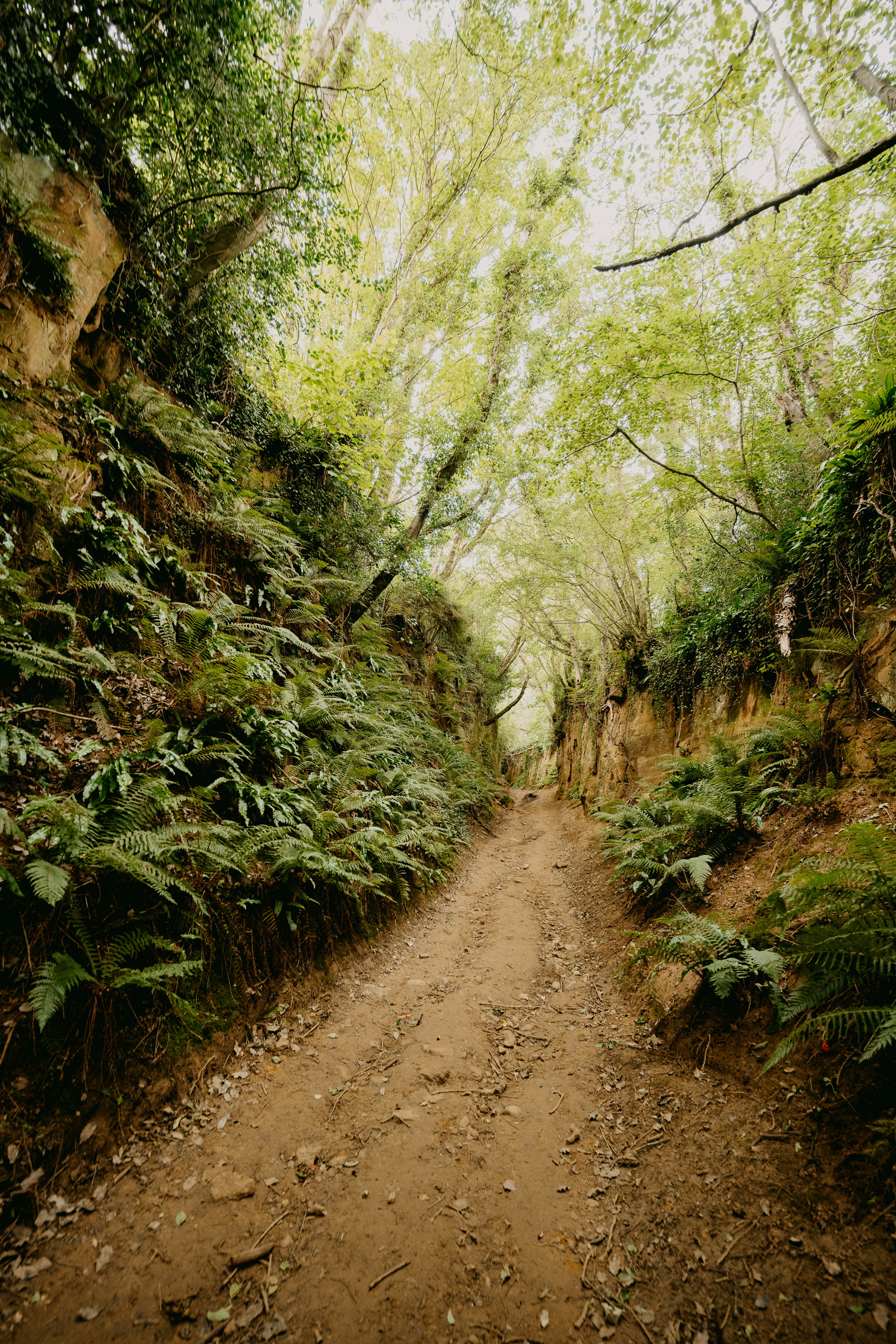 brown dirt road between green trees during daytime